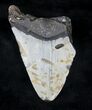 Bargain Megalodon Tooth - Massive Tooth #20701-1